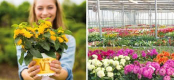 Aussendienstmitarbeiter-m-w-d-Blumen-und-Zierpflanzen